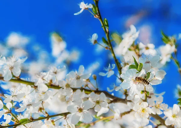 Honey Bee Flying White Blooming Flowers Cherry Blossoms Spring Abstract — Stock Photo, Image