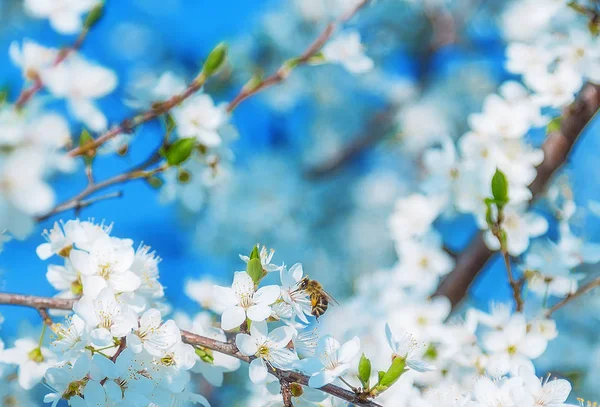 青い空に 白い花が咲きに飛ぶミツバチを桜します — ストック写真