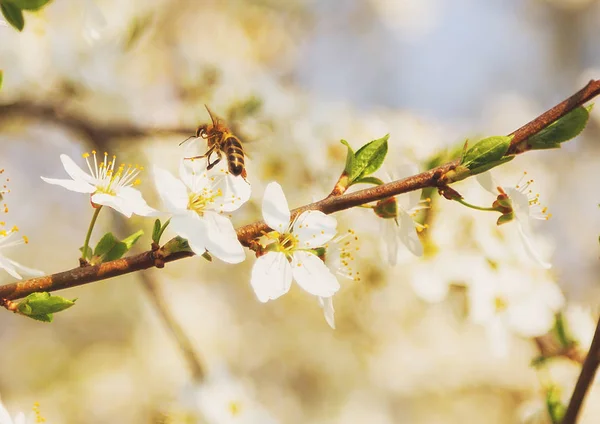 蜜蜂飞在樱花盛开的春天以柔和的焦点 樱花季节 春天抽象场面 — 图库照片
