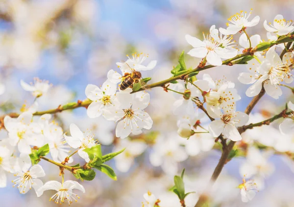 白い桜の花蜂分岐春抽象的な性質シーン咲く果樹 — ストック写真