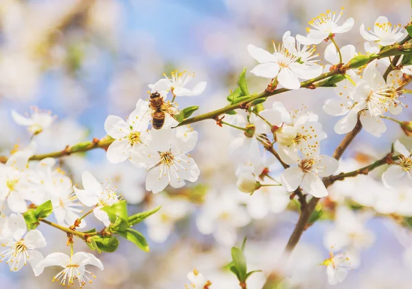 白い桜の花支店春の抽象 ミツバチ飛行 — ストック写真