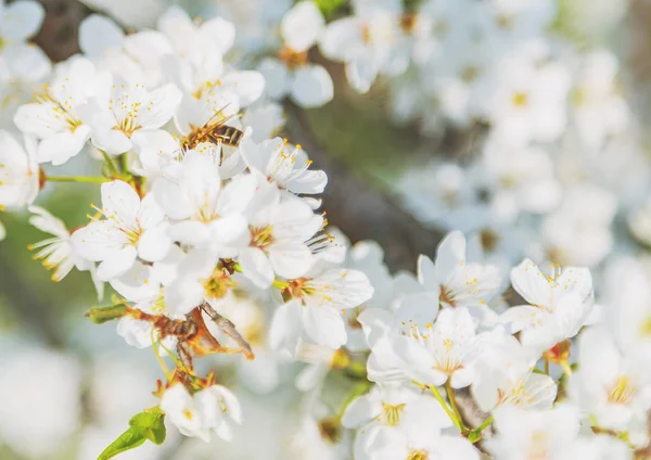 Kirsche Blüht Ein Blauer Himmel Honigbiene Fliegt Den Weißen Blühenden — Stockfoto