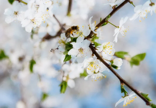 春天的樱花蜜蜂在盛开的花朵上飞翔 — 图库照片