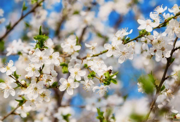 白い花に飛ぶミツバチ花 春抽象的なシーン — ストック写真