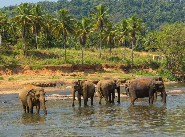 Familia salvaje Asia Baño de elefantes en la selva de primavera del río Ceilán , , — Foto de Stock
