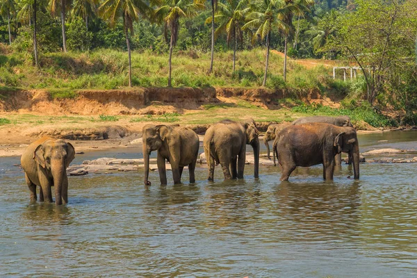 Elefantes río atracción manada, Pinnawala Sri Lanka — Foto de Stock