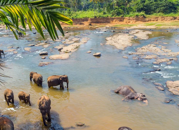 Orfanato de elefantes, Sri lanka paisaje de la selva — Foto de Stock