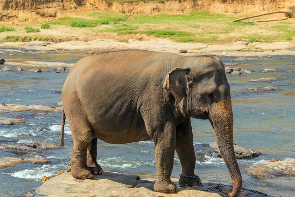 Olifant proboscis Sri Lanka. — Stockfoto