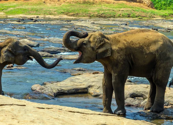 Family Asia Elephant bath in river Ceylon, Pinnawala — Stock Photo, Image