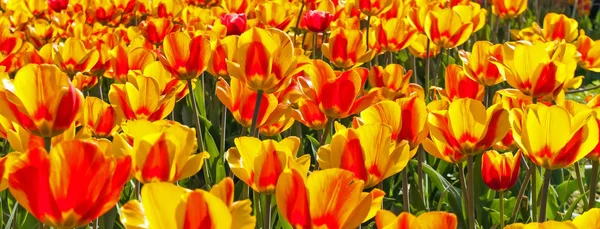 Tulp veld voorjaar tijd bloementuin, natuur achtergrond. — Stockfoto