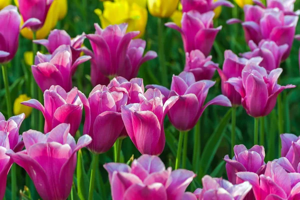 Tulp veld voorjaar tijd bloementuin, natuur achtergrond. — Stockfoto