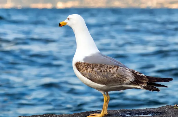 Gaviota de mar de pie en la playa del muelle, pájaro blanco gaviota Bosphoru —  Fotos de Stock