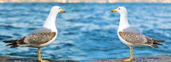 Gaviota de mar parada en la playa del muelle —  Fotos de Stock