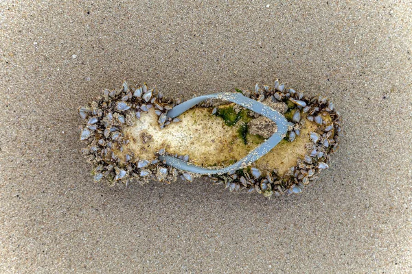 Ракушки в шлепанцах на песчаном пляже — стоковое фото