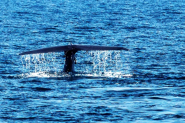 Cola jorobada agua de ballena salpicadura con unas gotas — Foto de Stock