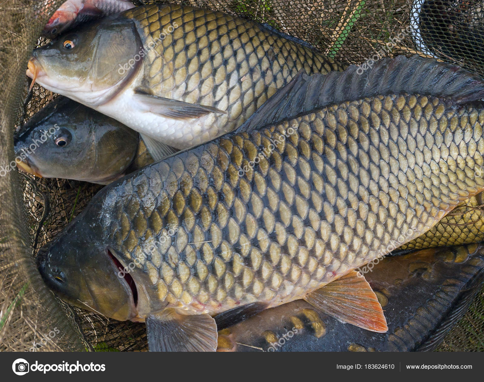Fish carp in fish net Spring angling — Stock Photo © fotoall