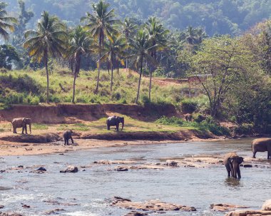 Nehir Ceylon, Pinnawala banyosunda fil