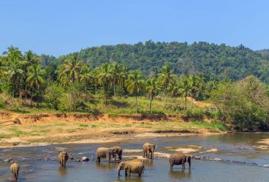 Fil sürüsü bahar cazibe Nehri, Pinnawala Sri Lanka
