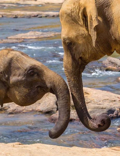 Kussen proboscis olifanten en spelen in rivier, Sri Lanka. — Stockfoto