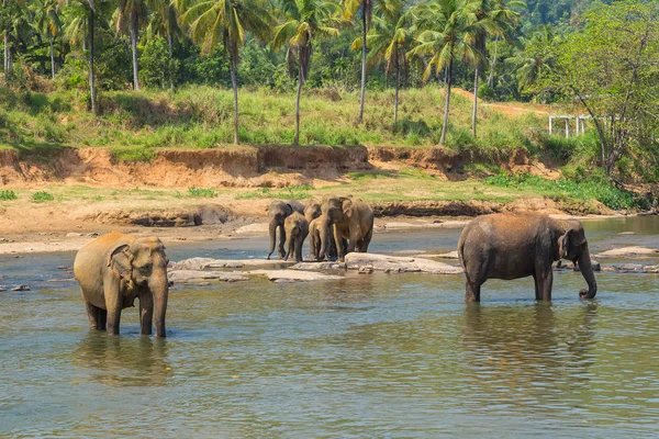Elefante familia Asia Elefantes — Foto de Stock