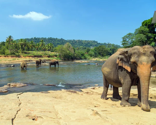 Elefantes río atracción manada, Pinnawala Sri Lanka — Foto de Stock