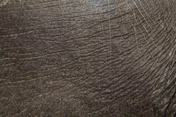 Textura da pele de um grande elefante asiático — Fotografia de Stock