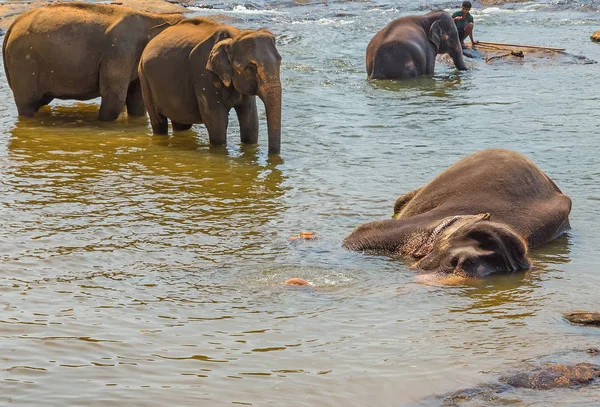 Grote olifanten kudde, Aziatische olifanten zwemmen spelen en bathin — Stockfoto