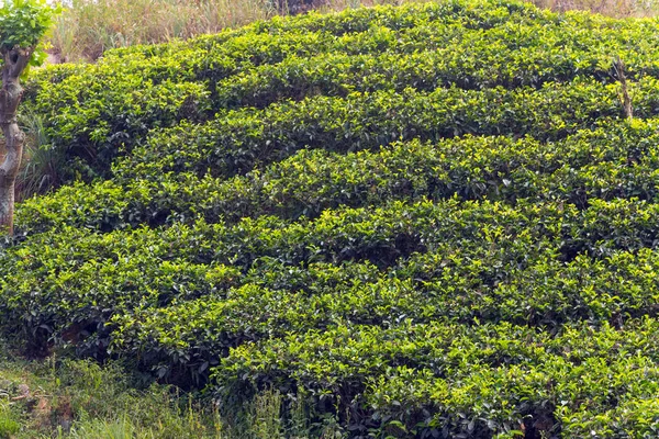 Green tea leaf green fields — Stock Photo, Image