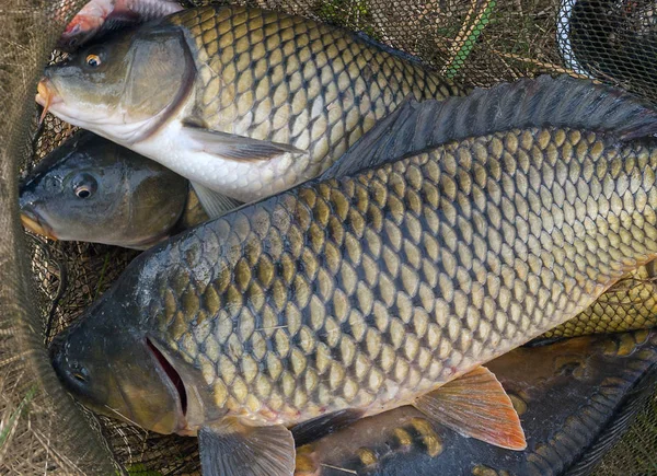 Fischkarpfen im Fischnetz Frühjahrsangeln — Stockfoto