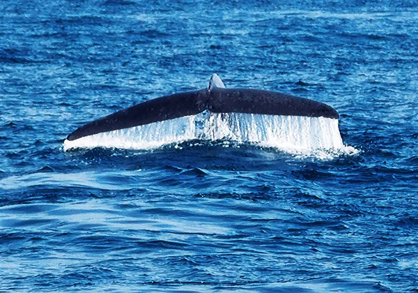 Seascape farok Hosszúszárnyú bálna splash és a csepp esik — Stock Fotó