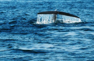 sıçramasına kuyruk kambur balina fluke kadar suda dalış