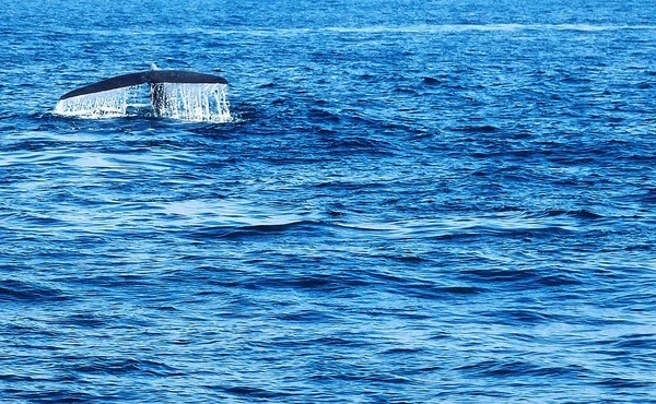 Cauda baleia jubarte água respingo com uma gotas — Fotografia de Stock