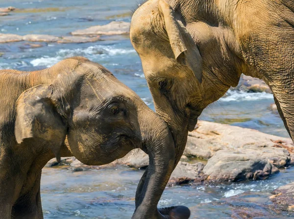 Valentine's day - Kissing elephants proboscis and playing in riv — Stock Photo, Image