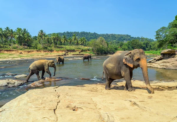 Elefante atracción río paisaje de la selva — Foto de Stock