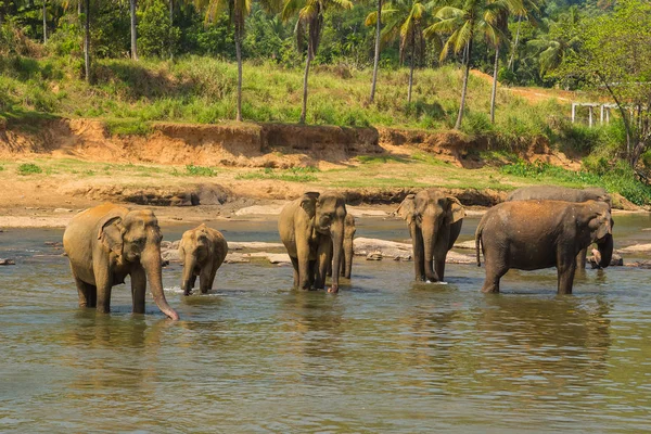 Elefante bañándose en agua de río, Sri lanka paisaje de la jung — Foto de Stock