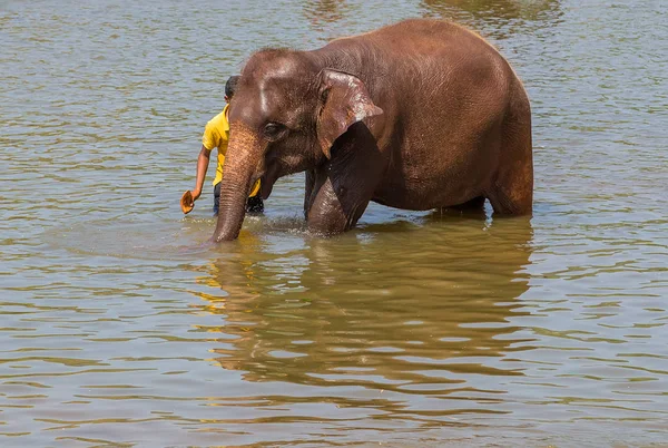 Olifanten zwemmen en spelen in rivier, Sri Lanka, Pinnawala — Stockfoto