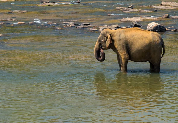 象の群れの魅力川、ピンナワラ スリランカ — ストック写真