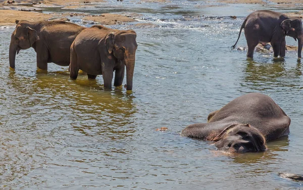 Grote olifanten kudde, Aziatische olifanten zwemmen spelen en bathin — Stockfoto