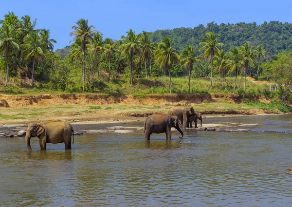 Elefante en río paisaje de ocio al aire libre de la selva — Foto de Stock