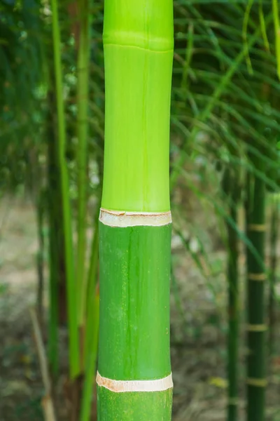 Rami di foglie di bambù bella natura verde . — Foto Stock