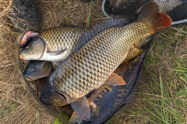 Ryby karpie w ryby netto tło wiosna wędkarskim — Zdjęcie stockowe