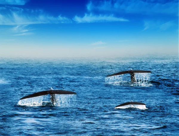 Corcunda família baleias cauda no fundo azul céu — Fotografia de Stock