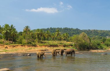 Nehirdeki fil boş zamanlarında