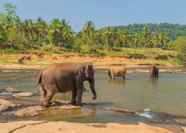 fil Yetimhanesi, Sri lanka manzara orman