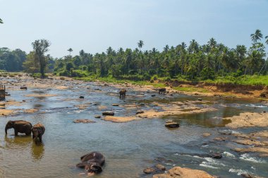 Fil sürüsü cazibe Nehri, Pinnawala Sri Lanka