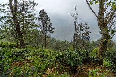 sabah dağ manzarası ve köy sis
