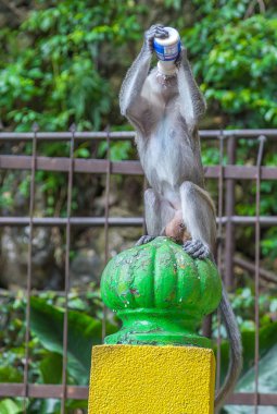 Kuala Lumpur, Malezya, a önemsiz Batu mağaraları makak maymunu