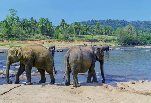 Large elephant herd, Asian elephants swimming playing and bathin