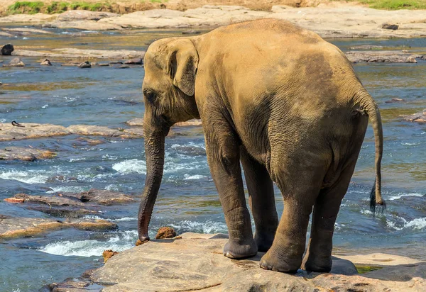 川のアウトドアレジャーで象は — ストック写真