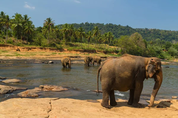 Elefante en primavera río ocio al aire libre — Foto de Stock